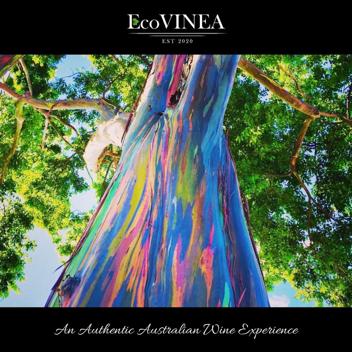 “The Australian landscape is unique, vibrant and bold - much like the exclusive wines we provide to our US members.”

#ecovinea #australia #wine