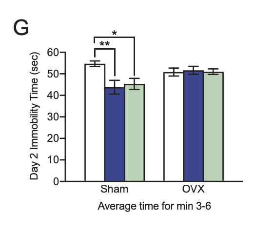 We then hypothesized that increased drug sensitivity in female mice was dependent on ovarian-derived hormones. We performed ovariectomy (OVX) surgery on female mice only to find that (R,S)-ketamine and (2R,6R)-HNK were not effective as prophylactics anymore in OVX mice. (8/11)