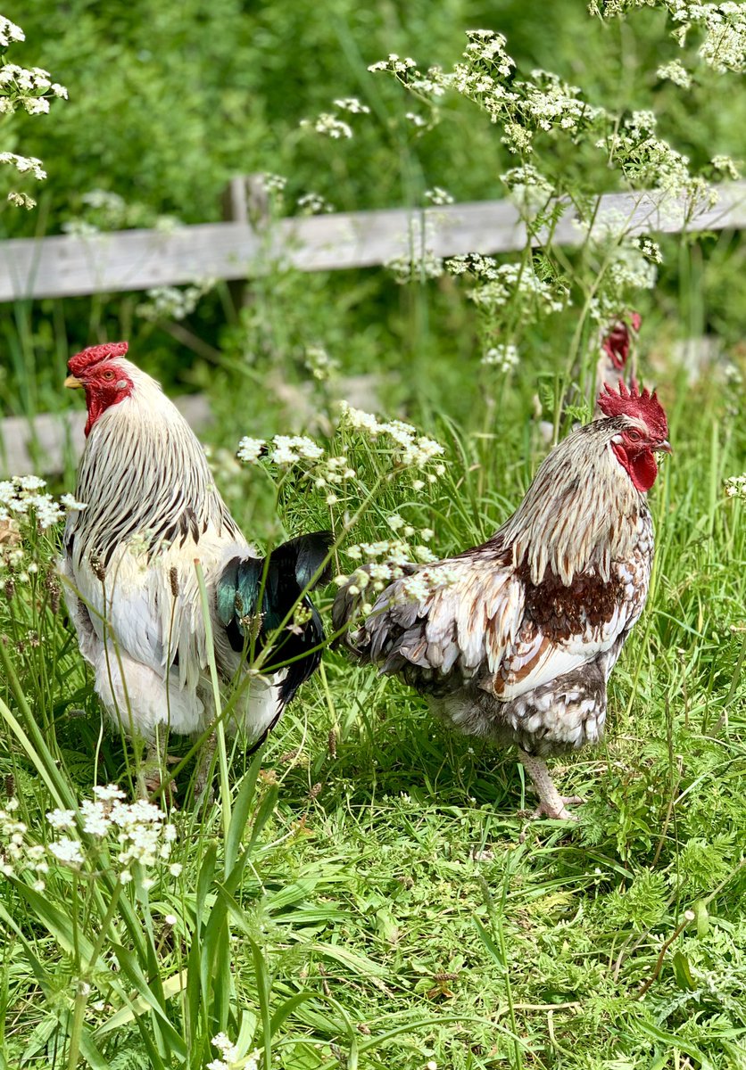 WoodspaWillow's tweet image. Day sixty three by the #LittleCottageHouse . . . 

Potential suitors of the hens came a calling again. #NeverHappenedInMyDay

#Lockdown