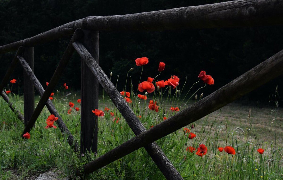 Over the fence
Where the wild poppies grow
My thoughts go dancing
Among hawthorn hedgerows

Birds and wild flowers
Sweet meadow grass
Summer time blossoms
The hours slowly pass

(📷Chris Barbalis)
#poemtrail 451