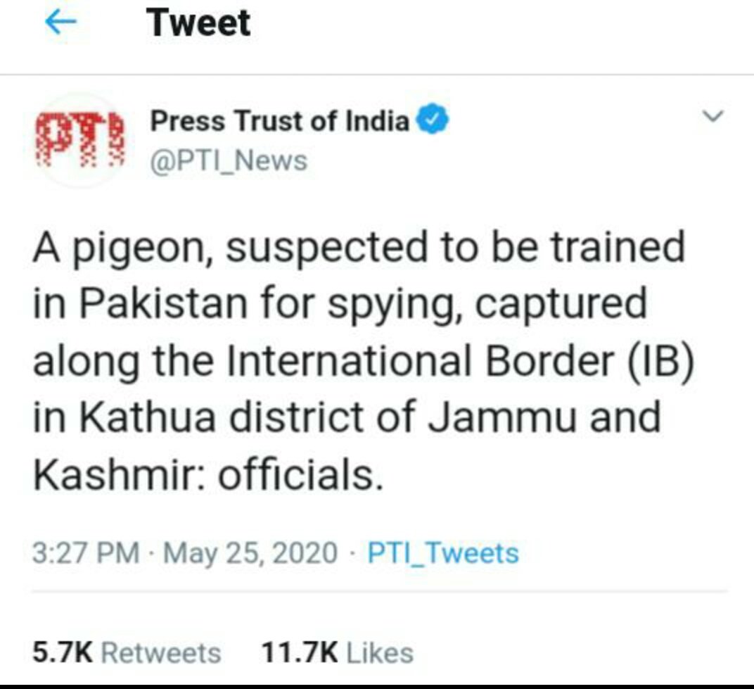 By any chance did you hear the pigeon say
: the tea tastes fantastic.....?😝
#HamaraKabotarWapisKaro 
#laddakh
#chinacomesmodiruns