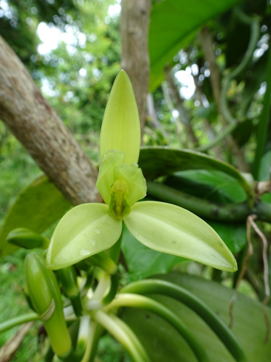  #Vanilla prices are likely the most volatile of any agricultural commodity.After a 5-year boom, prices seem to crash this year.Time for a thread on vanilla price volatility, the impact of high prices on smallholders in  #Madagascar and what might happen now. 