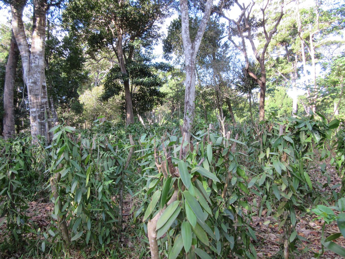  #Madagascar is the largest producer of vanilla today, accounting for roughly 40% of the global harvest.Almost all Malagasy vanilla is farmed by smallholders in the north-east of the country in agroforestry systems.(Photo by Dirk Hölscher)