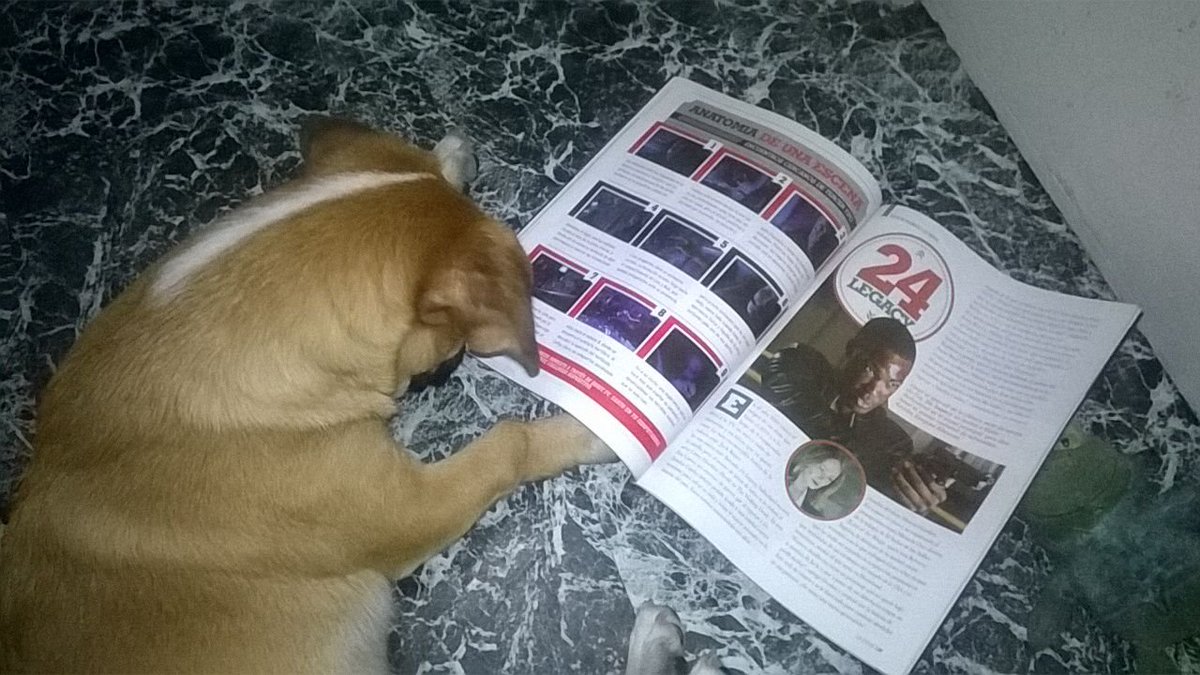 romininsky1's tweet photo. Perrito lector :) https://t.co/Ybrzdkrrl4