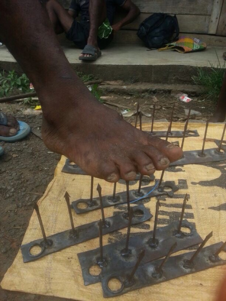 However, vanilla prices have also let to insecurity in the villages.  #Vanilla theft is commonplace on the field and at the homes of people.Unsurprisingly, traps are built to deter thieves: Metal spike deterrent (left) and ditch with sharpened bamboo sticks (right - well hidden)