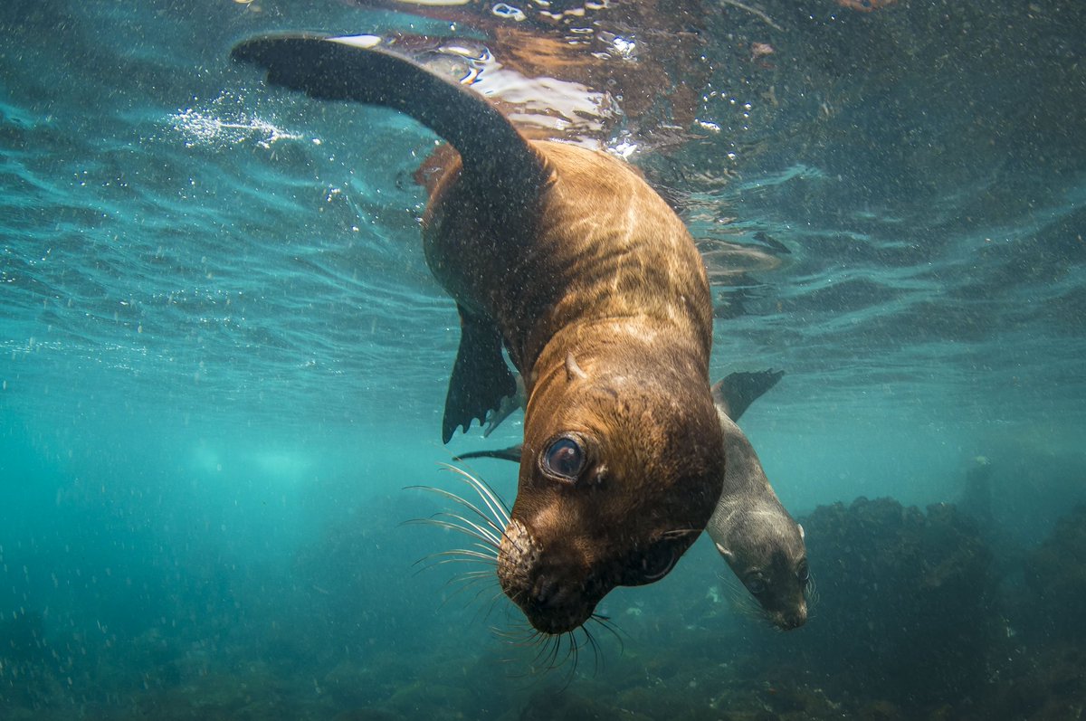 BuceoCientifico's tweet photo. ¿Qué tal está foto? Este viernes 29 de, a las 8:00PM CDMX, estén atentos a nuestro Facebook Live. Les tenemos una sorpresa!
#Buceocientifico #buceo #diver #BUCOM #biodiversidad #fotosubacuatica #skydive #learning #marinlife #scubadiving https://t.co/zq47KzkkWV