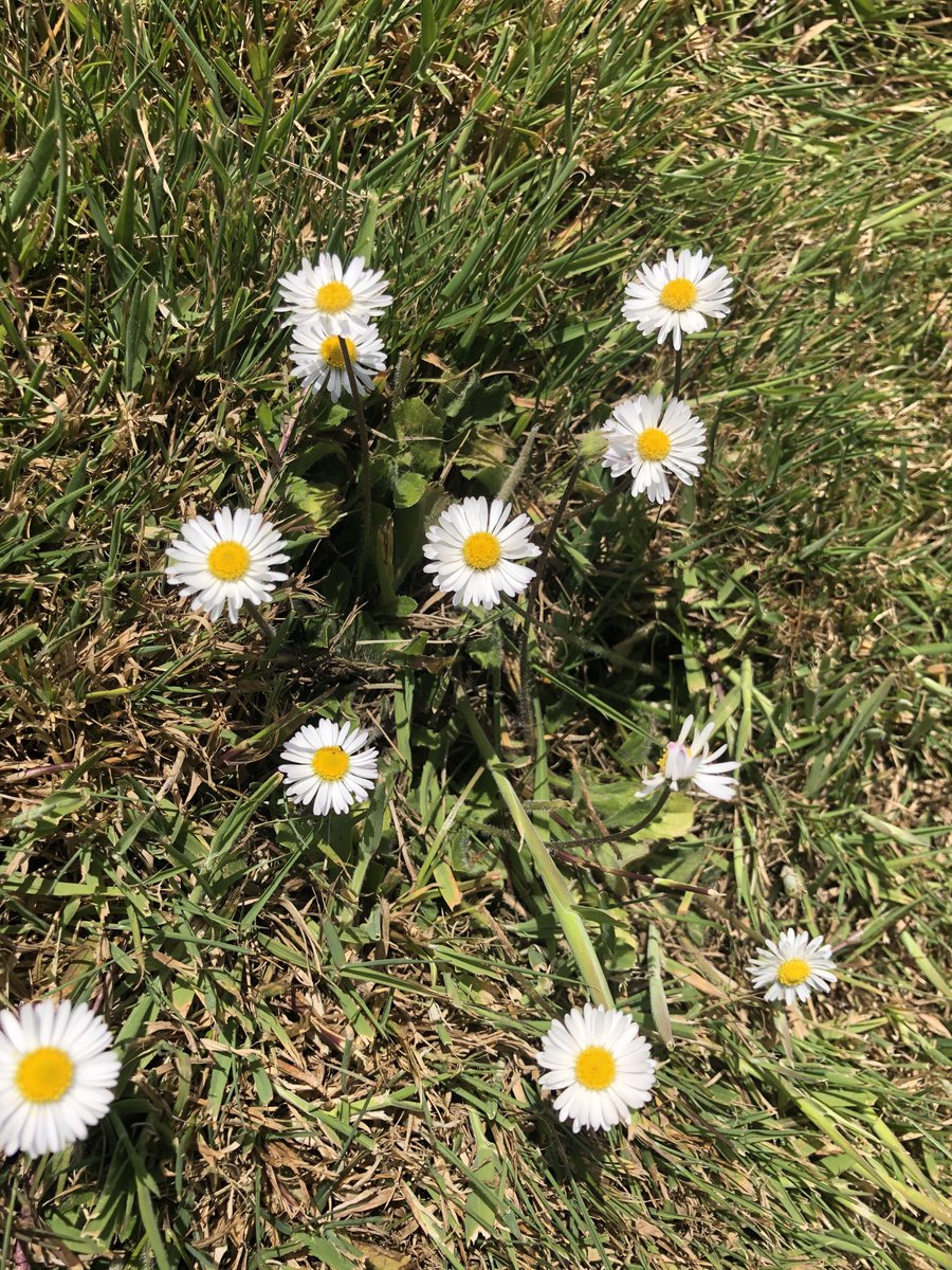 BackFarming's tweet image. Isn’t it mad the way daisies go asleep 😴 in the evening. #naturerocks