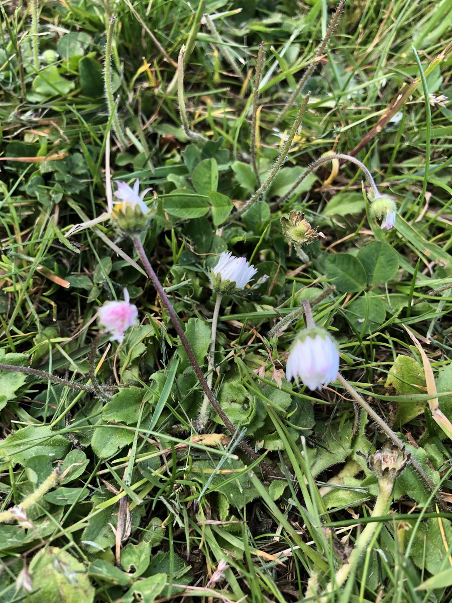 BackFarming's tweet image. Isn’t it mad the way daisies go asleep 😴 in the evening. #naturerocks