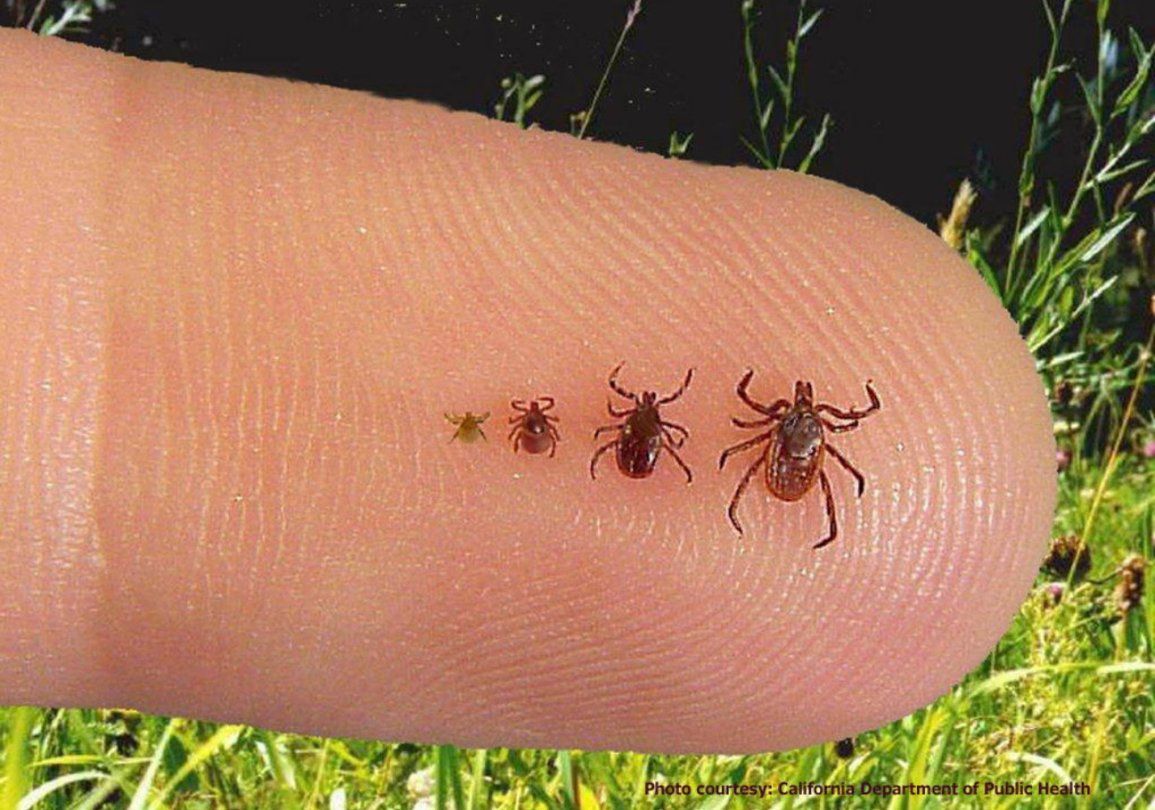 Whilst enjoying the outdoors it's really important to be #TickAware. Infected ticks carry Lyme disease. Reduce your chances of being bitten. Remove them safely and be aware of symptoms. For more information scroll to the bottom of this page 👉 buff.ly/2LqbBId