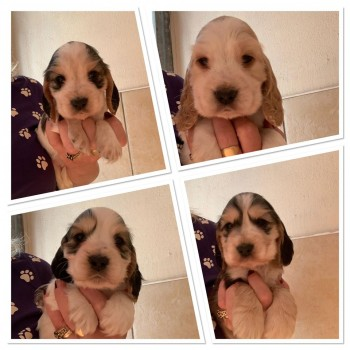 millypod1's tweet photo. 🆘PLEASE KEEP SHARING 3 PUPPIES NOW RECOVERED 
#STOLEN 14 DOGS &amp; PUPPIES 
1:45-2:30 on 11 May 2020 
FROM kennels at  JUSTDOGZ #Upwell #Norfolk #PE14 
@NorfolkPolice PLEASE SHARE
None of the pups are old enough to leave their mums.
https://t.co/0TKLoiEt76 https://t.co/YBWiOWHYZ1