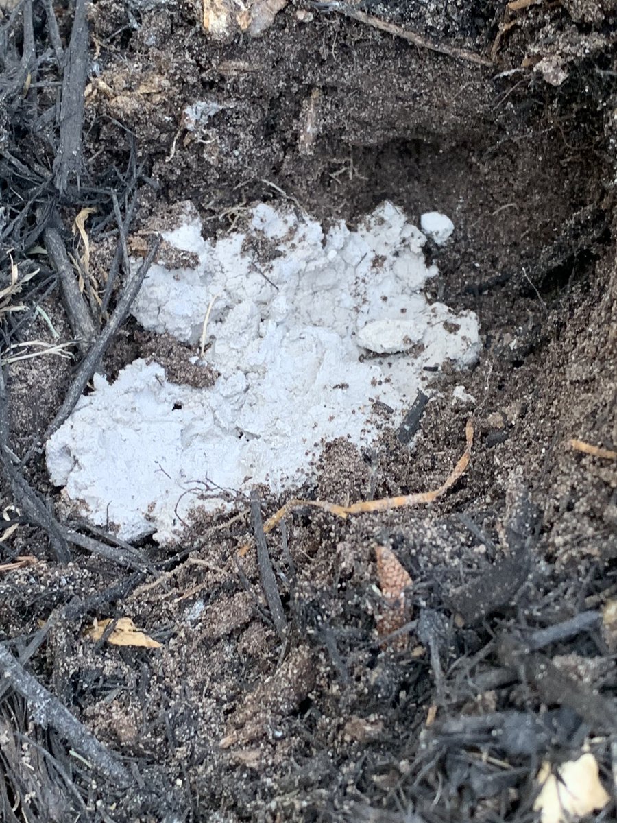 HeatherPags6's tweet photo. Hive facing East, check. Clayley mud, check. Just waiting for his mason bees. @stefanyag @WHE_GT @HumbleISD_WHE #WHELearningFromHome https://t.co/9yL9W2bki9