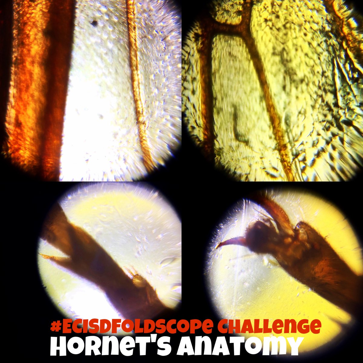gabyinodessa's tweet photo. Today I explored the anatomy of a hornet with my #Foldscope. I just hope it wasn’t the #MurderHornet because I am far from being an entomologist! #ECISDatHome #ECISDFoldscope #staysafe #exploreoutside @TeamFoldscope @PrakashLab @PaleoExplorer @PICKeducation https://t.co/AmAzAYqCCy