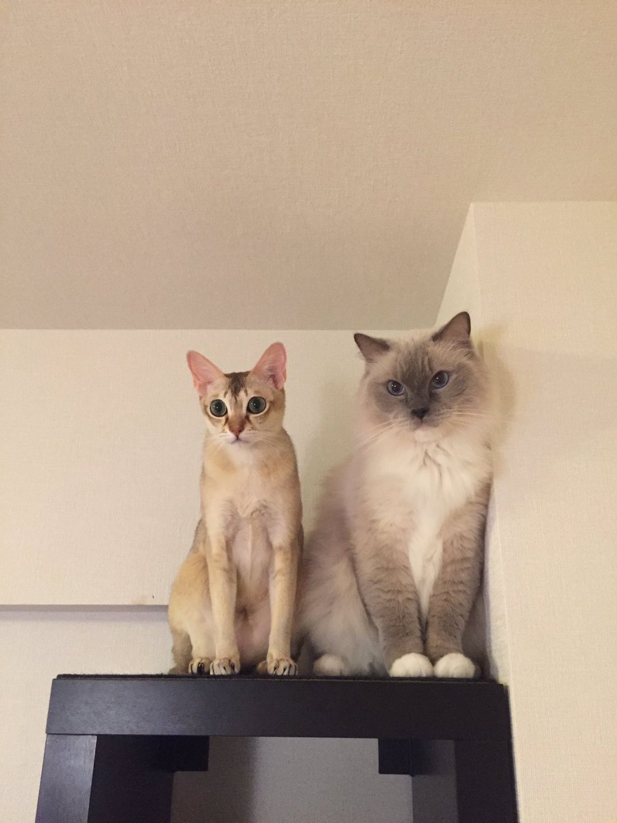 濱本 秋紀 / はまさん tweet media