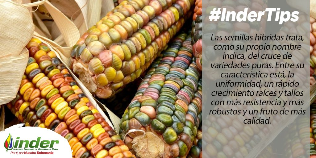 indervenezuela's tweet photo. #InderTips Las semillas híbridas trata, como su propio nombre indica, del cruce de variedades puras. Entre su características está, la uniformidad, un rápido crecimiento de raíces y tallos con más resistencia y más robustos y un fruto de más calidad @wcastroPSUV https://t.co/Ezuu7xZbeG