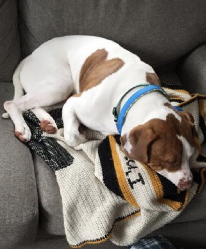 IvePetThatDog's tweet photo. I would love to pet Creed. He is a 3 year old American Bulldog mix. He goes to daycare and loves playing outside with his friends. He is cuddly, especially to the 4 kids in his family. He licks a lot of faces. Creed has a heart on his side which shows how much love he gives. https://t.co/V7r28rl1rP