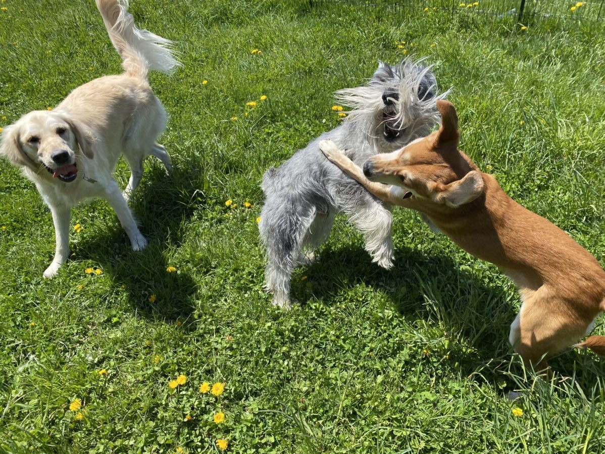 kricketchirps's tweet photo. Pretty sure the expression “working like a dog” doesn’t apply to Maslow. He’s living his best life while I’m on endless conference calls. Props to @DoggyDatesLLC – the original contactless pick up/drop off doggy daycare for spoiled pups. #standardschnauzer #beardgameonpoint https://t.co/59U3sZLNpW