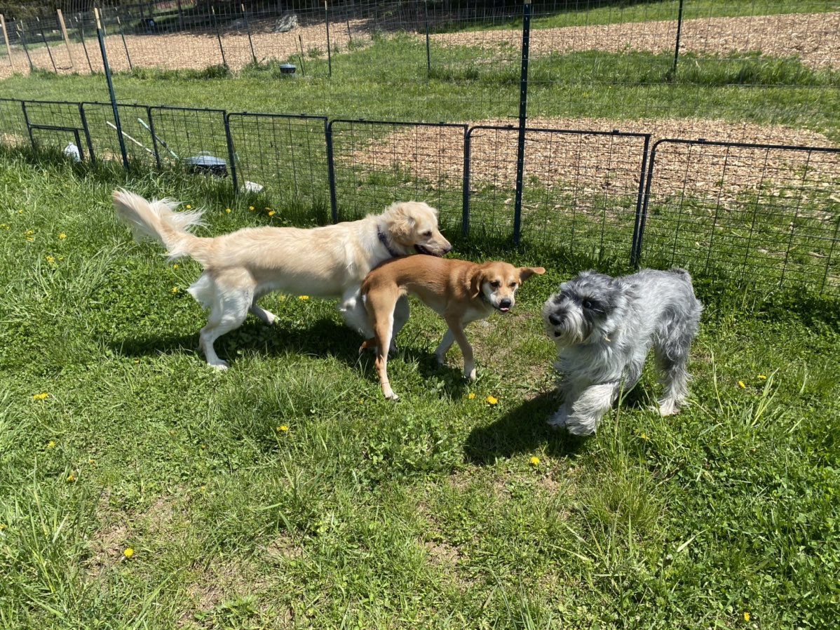 kricketchirps's tweet photo. Pretty sure the expression “working like a dog” doesn’t apply to Maslow. He’s living his best life while I’m on endless conference calls. Props to @DoggyDatesLLC – the original contactless pick up/drop off doggy daycare for spoiled pups. #standardschnauzer #beardgameonpoint https://t.co/59U3sZLNpW