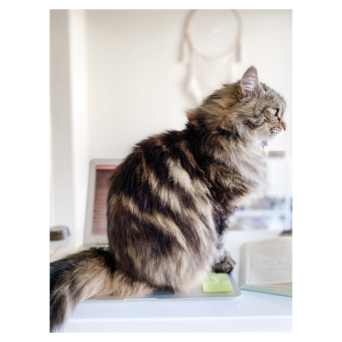 cosmicmoves's tweet photo. Happy Birthday, Bisous! This little Taurus certainly knows how to enjoy life's luxuries, she will never turn down a tasty treat, a nap in the sun, or a cuddle sesh. I am working on something very exciting for the fur babies in our lives inspired by my little meow, so stay tuned! https://t.co/3XXxFayWjx