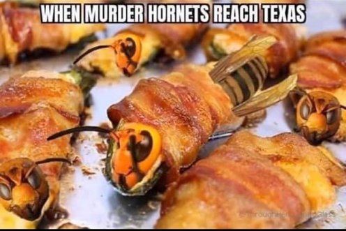 JetSettersLLC's tweet image. #Texas #MurderHornet #bacon