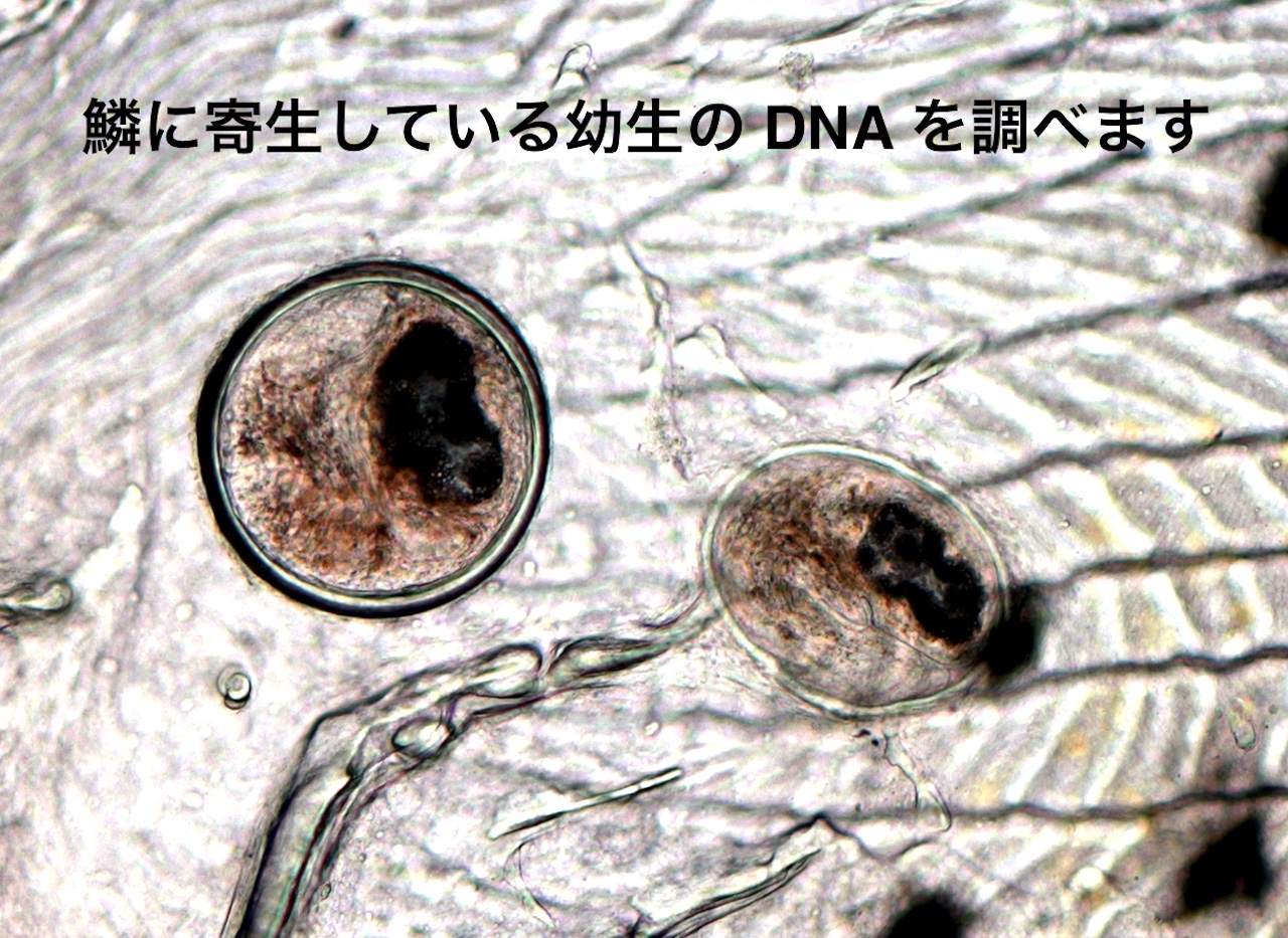 ささき寄生虫研究所（佐々木瑞希） on X: 