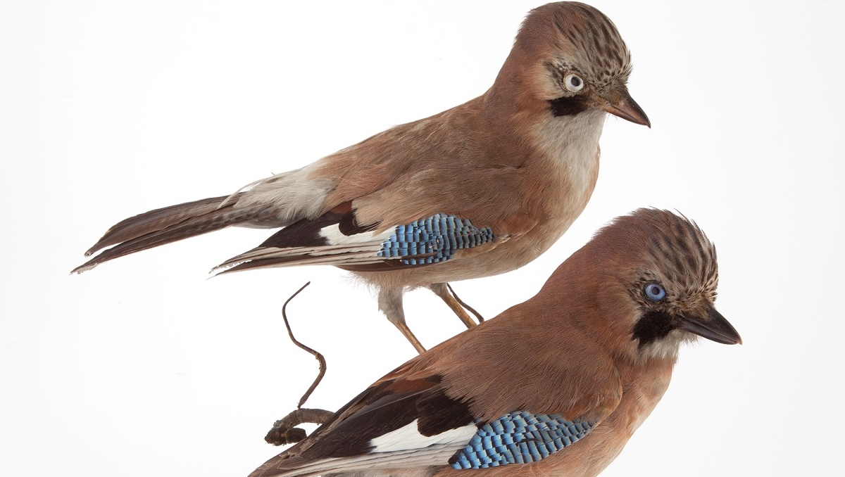 GalleryOldham's tweet photo. π Our Twitter posts are turning blue every Thursday evening to show support for the NHS π This a pair of Jays are part of our Natural History collection. What amazing blue feathers!
#BlueForNHS #galleryoldham #NHS #collection #bird #hope #thankyou #StayHome #gmr #taxidermy https://t.co/PQ7rpU0uX8