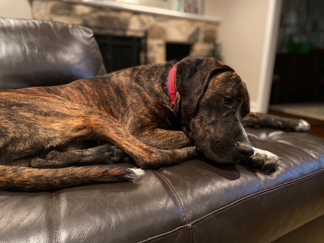 Dog Story tweet media