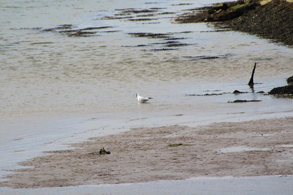 JennyHi63680960's tweet photo. This afternoon I went for wonder around the backwaters in Walton took some pictures as well #PhotoRTS #canonphotography #ThisGirlCanEssex https://t.co/I8ydkqSDAX