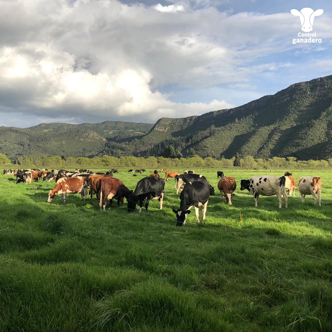 ControlGanadero's tweet photo. ¿Qué dificultades estás teniendo para asegurar la producción y rentabilidad de tu ganadería durante la cuarentena?⁣
⁣
Comparte los retos con la comunidad Control Ganadero, juntos saldremos adelante.⁣
⁣
#SoyGanaderoTecnificado https://t.co/OLM3WEI8V0