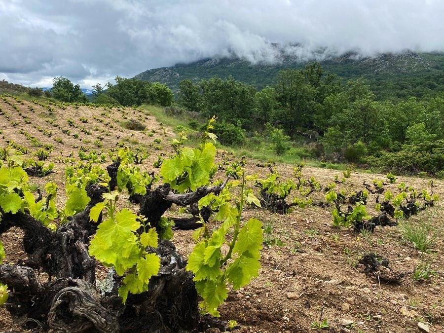 RicoNuevoVinos's tweet photo. A pesar de todo, la primavera no para...😍

#PodaVerde #Despampane #Arado #GreenPruning #Viticultura #Gredos #SierraDeGredos #DOPCebreros #Burgohondo #Ávila https://t.co/E99fgcfuBu
