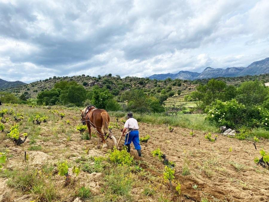 RicoNuevoVinos's tweet photo. A pesar de todo, la primavera no para...😍

#PodaVerde #Despampane #Arado #GreenPruning #Viticultura #Gredos #SierraDeGredos #DOPCebreros #Burgohondo #Ávila https://t.co/E99fgcfuBu