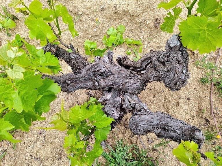 RicoNuevoVinos's tweet photo. A pesar de todo, la primavera no para...😍

#PodaVerde #Despampane #Arado #GreenPruning #Viticultura #Gredos #SierraDeGredos #DOPCebreros #Burgohondo #Ávila https://t.co/E99fgcfuBu