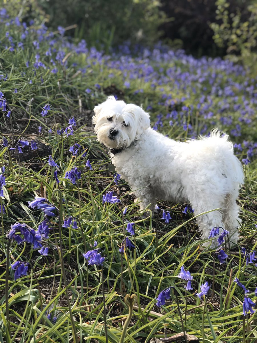 Daisy in the Bluebells - #lockdowndogs #maltichons