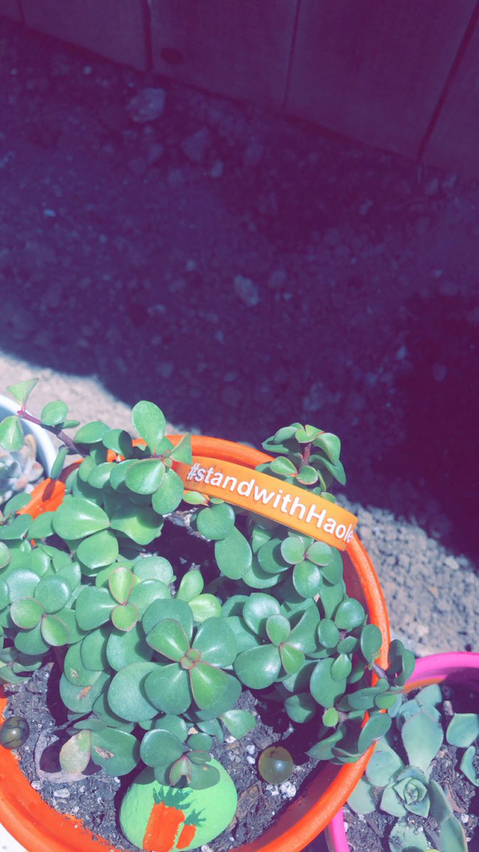 #standwithhaole 🧡🧡🏝🐶