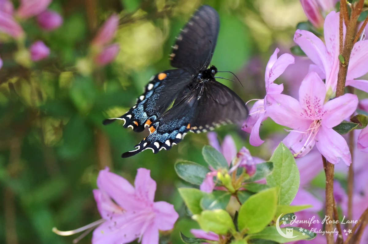 Jens_Starry_Sky's tweet photo. "And find that God in goodness brings,
A chance for change, the hope of wings,
To rest in Him, and self to die,
And so become a butterfly.” 💕🦋🌸 #spring #butterflies #flowers #SpringPics #SpringPhotography #WV #SpringInWV #nature #NaturePics #wildlife https://t.co/FEDy1SyWqI