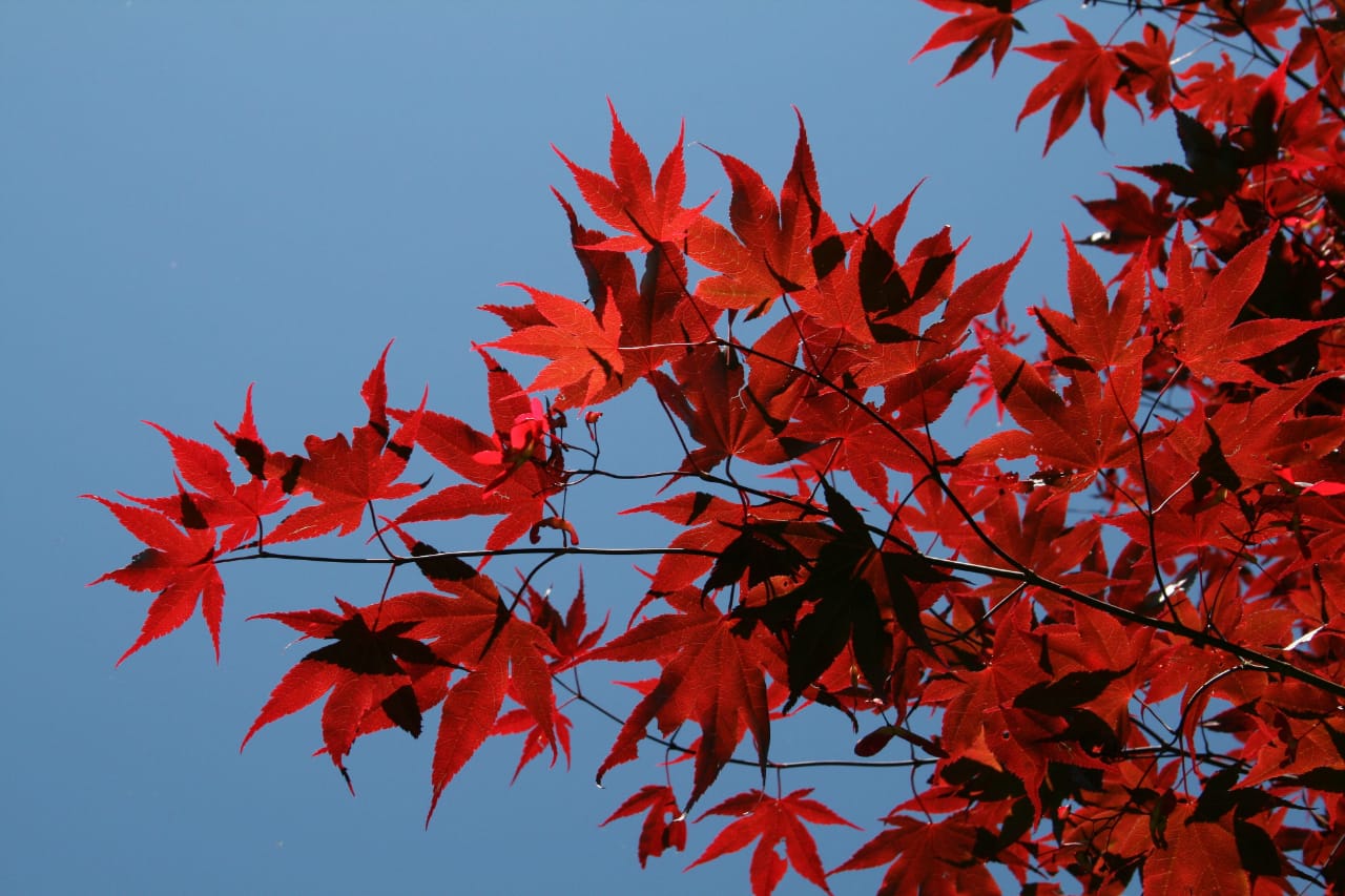 Acer palmatum Osakazuki