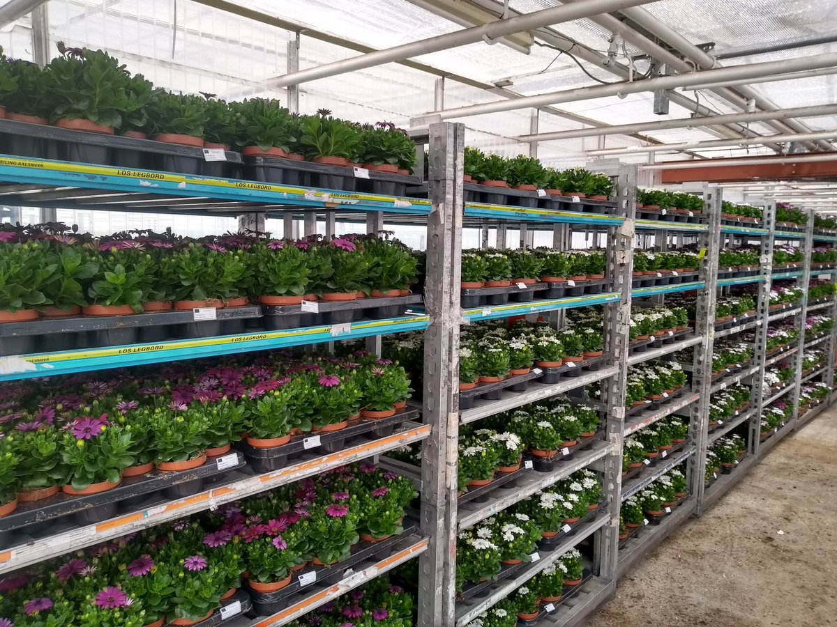 JongPlant's tweet photo. Week21 wordt laatste week dat deze mooie Spaanse Margrietjes te koop zijn via @Floridayio https://t.co/UvQVt0j1aU