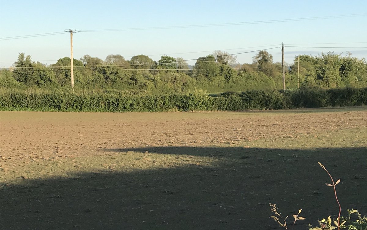 dcampion244's tweet photo. Out for a bit of a run past the neighbours @Germinal_Ire @Murphy1Diarmuid @BillGerminal @JimGibbons9 #Top5Extend beginning to appear. Sowed 10 days. Got that valuable rain but more needed. https://t.co/TTH9zCWXUm
