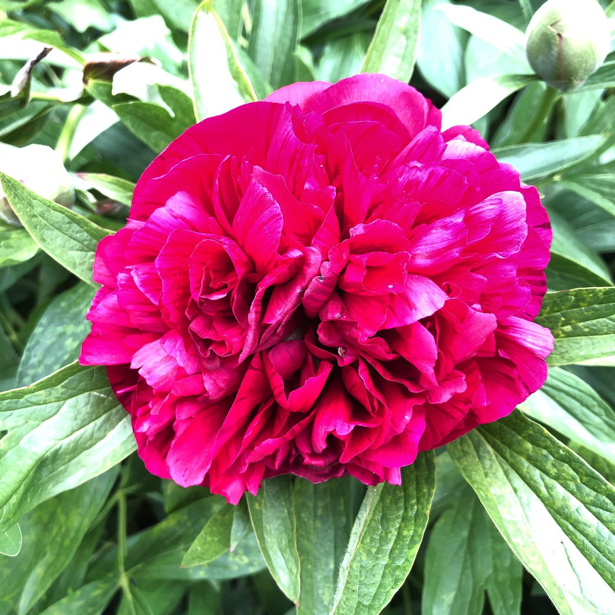My peonies finally ‘popped’ 🌷💐