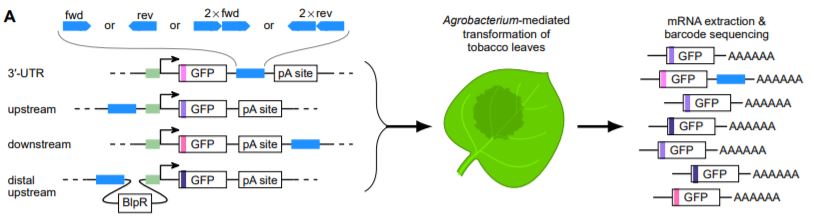 ThePlantCell's tweet image. Identification of Plant Enhancers and Their Constituent Elements by STARR-seq in Tobacco Leaves #Transcription #TranscriptionalRegulation #PlantBiology @RNAnerd plantcell.org/content/early/…