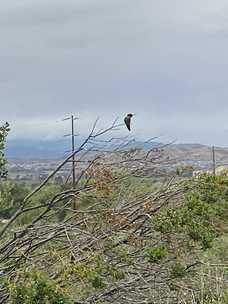 MariaUrzua12's tweet photo. @jsolerescritor mira el colibri que siempre me encuentro cuando salgo a caminar escuchandote. https://t.co/tzjOckF1oA