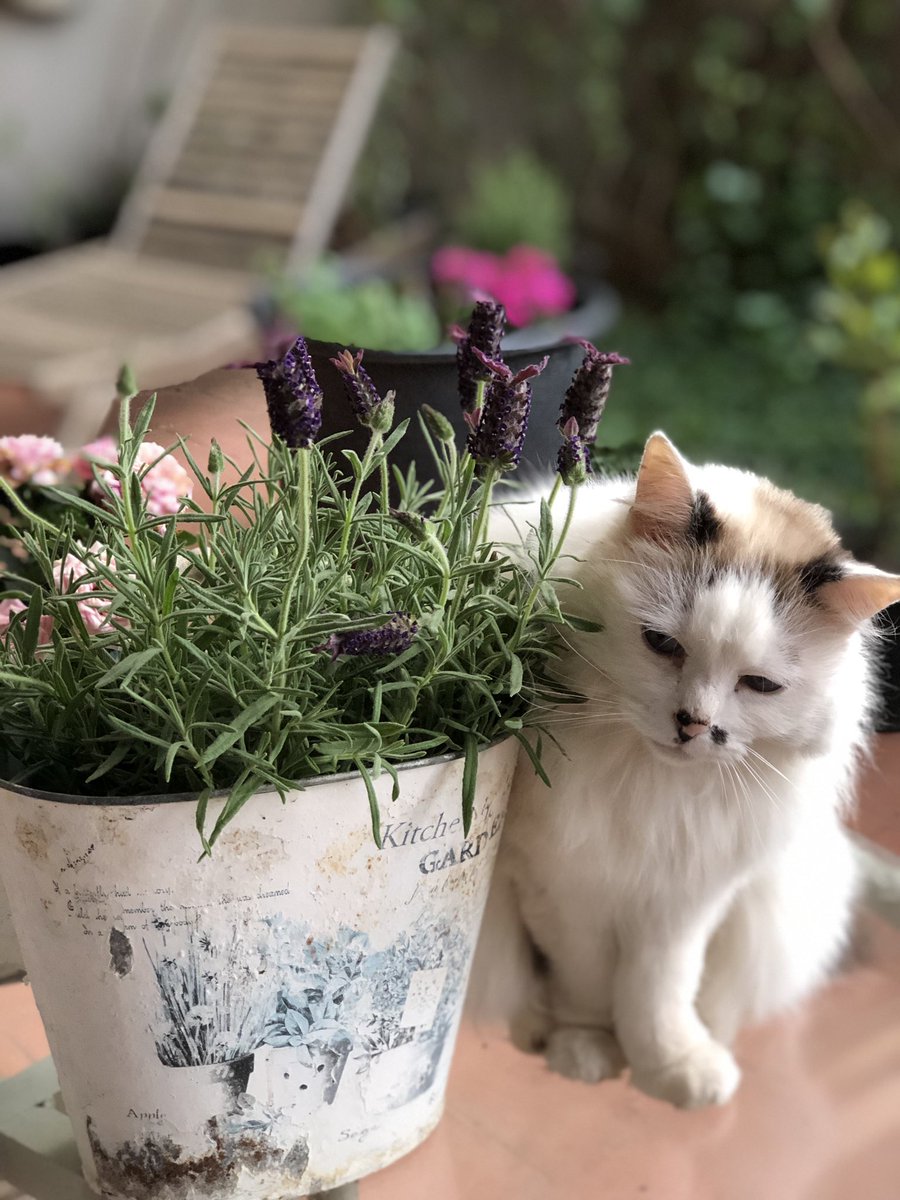 MelaniaV72's tweet photo. Coni loves lavander!😻
#CatsOfTwitter #cats #NaturePhotography #naturelovers https://t.co/aYxOIo9sXK