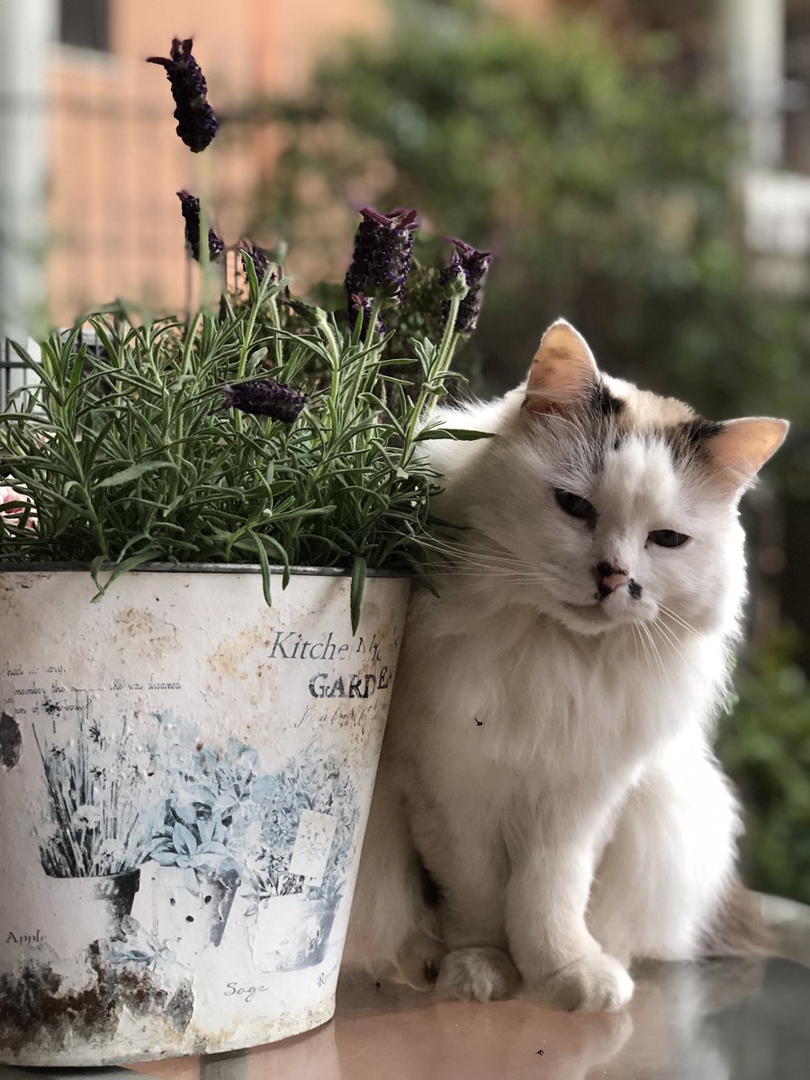 MelaniaV72's tweet photo. Coni loves lavander!😻
#CatsOfTwitter #cats #NaturePhotography #naturelovers https://t.co/aYxOIo9sXK