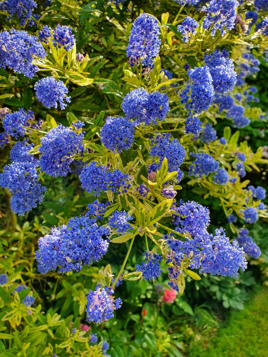 Greg Tofield On Twitter Ceanothus Lemon And Lime Shrubs Evergreen Thursdaymotivation Gregsgardens