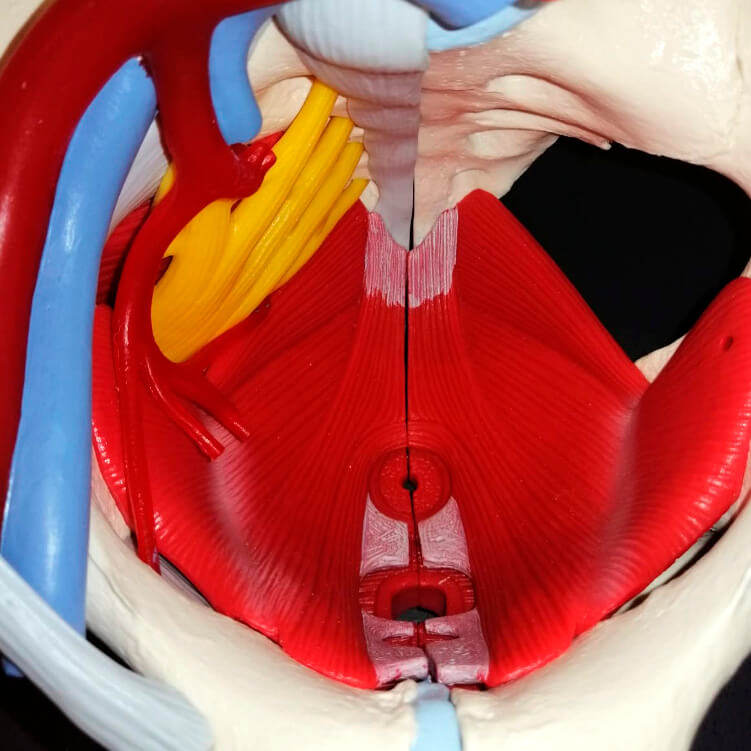 Deberías hacerte una valoración de suelo pélvico si:
- Sientes a veces un fuerte deseo de orinar (urgencia)
- No estás segura de saber localizar los músculos del suelo pélvico
- Toses o estornudas con frecuencia (enfermedades respiratorias, alergias)
Llama para cita al 965332837