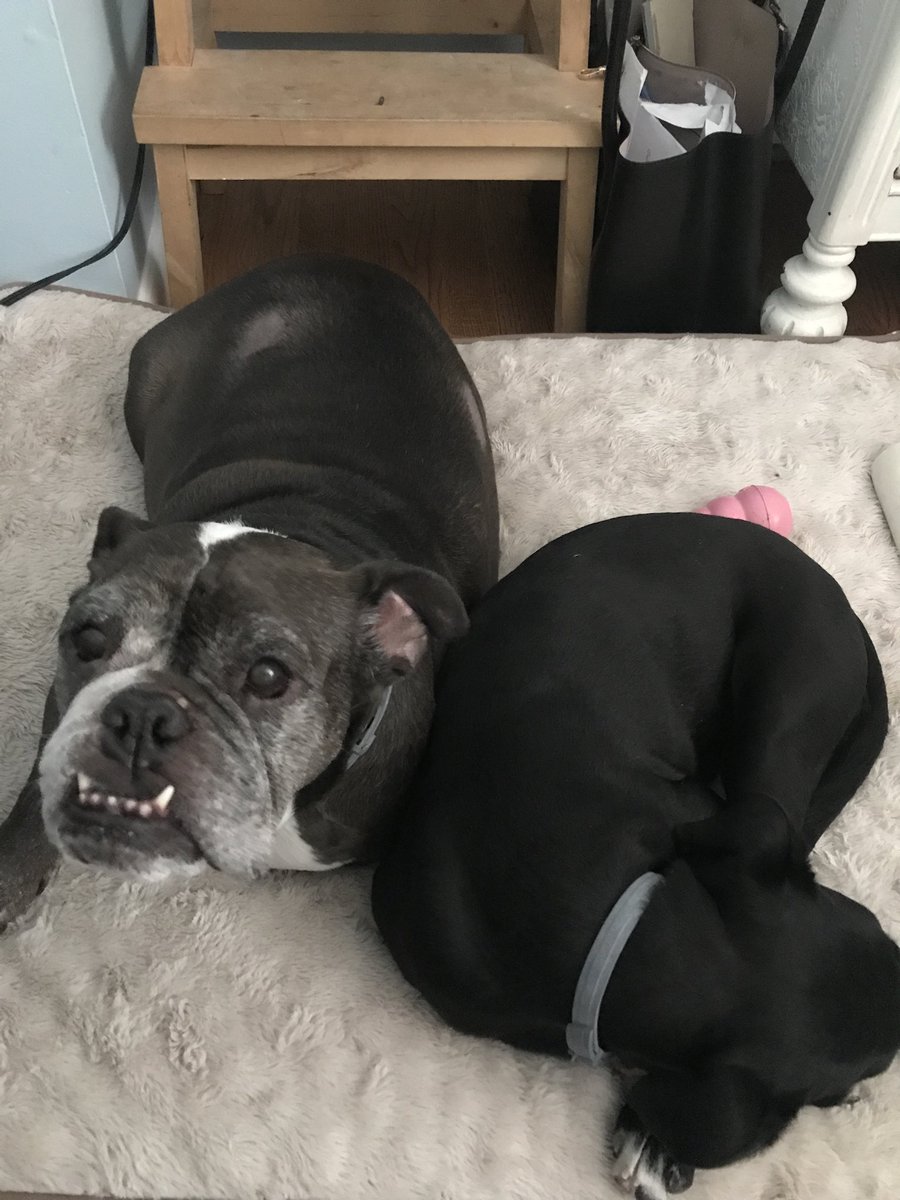 IgnacioTammy's tweet photo. Thanks @AlexAnimals for these two amazing rescues (rescued 4yrs apart) #MacyMae #LunaBlue #AdoptDontShop https://t.co/iLemTmBUsB