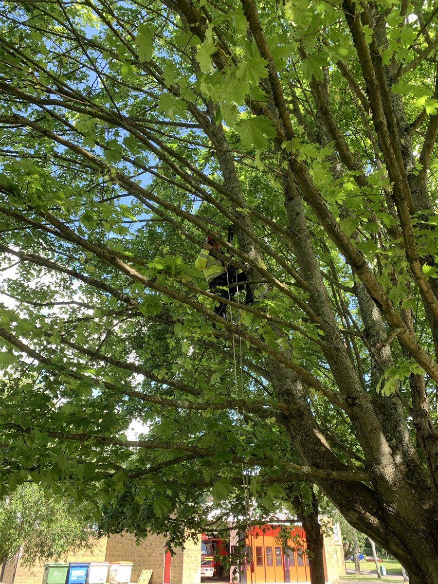 HIOWFRStechrope's tweet photo. View from the office today.  #socialdistancing in the trees, a day of tree access training disturbed by fire calls several. In addition our Manitou forklift was off helping out elsewhere. Loving tech rescue work! #notjustfires #greenjacketday https://t.co/8tZxOvVXJg