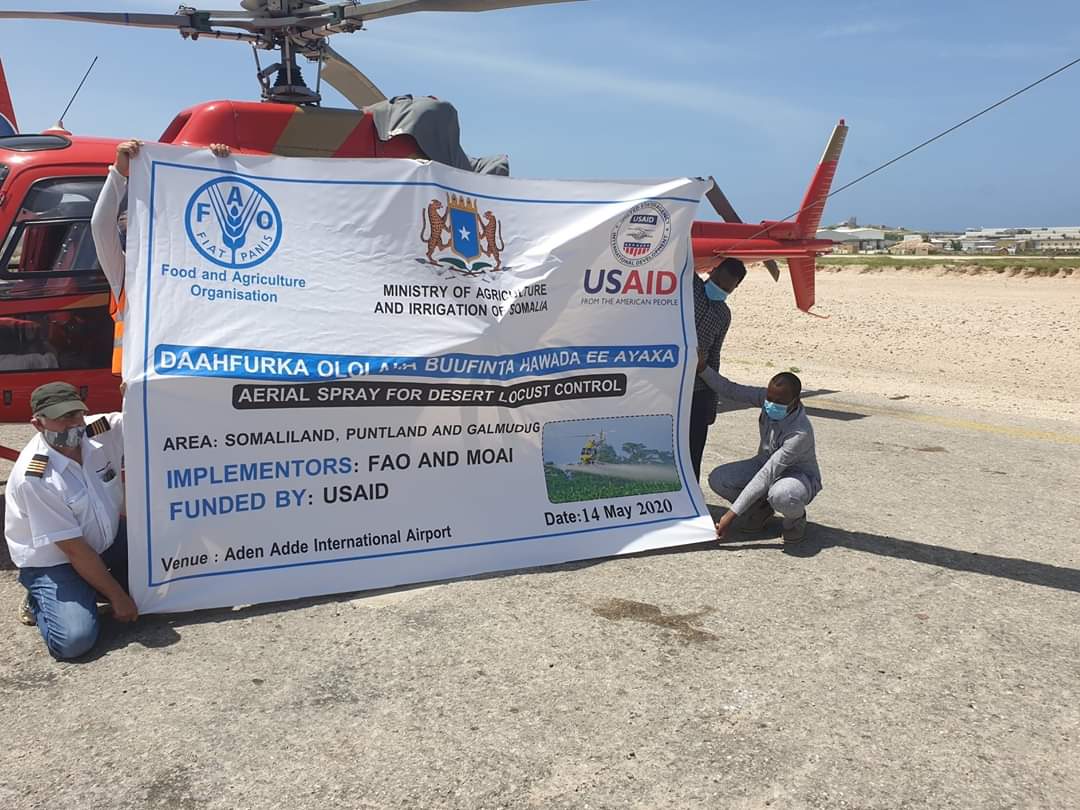 MohamedMakaraan's tweet photo. Buufinta anyaxa waxeey guul utahay dhamaan beeraleyda Soomaaliyeed, waxeeyna sara uqaadeeysaa wax soosaarka beeraha iyo xoolaha.

Weey ku mahadsanyihiin @moaisomalia  @FAOSomalia @USAIDSomalia https://t.co/oFjBgFsAN1