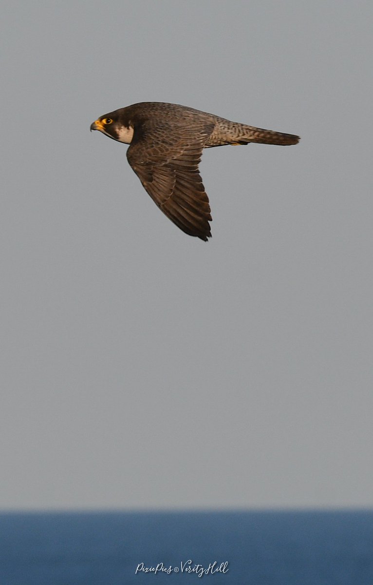 verityhill5's tweet photo. Super proud I saw and photographed a Peregrine this evening 😍❤️🦅
Probably my best ever bird in flight photo to 😁
#peregrine #falcoperegrinus #falcon #BirdsofPrey #birdwatching #birdlover  #birdphotography 📸 https://t.co/GFN1HRf3sV