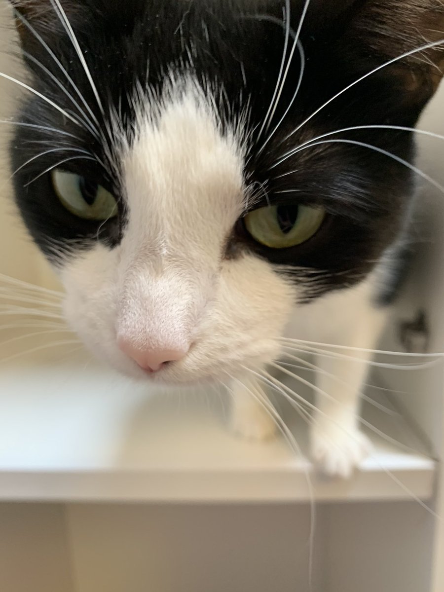 HeatonsCats's tweet photo. Cat faces 😻 #closeups #catfaces #blackandwhitecats #rescuecats #catnoses https://t.co/EWm3YnDxCH
