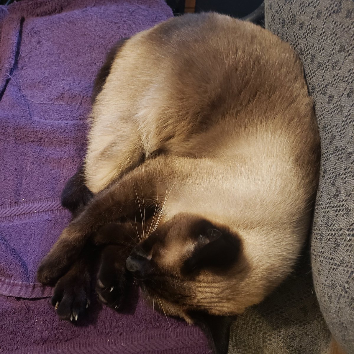 TheZiba's tweet photo. Biggest, fuzziest shrimp ever!

#adoptdontshop #pdx #pdxcats #catsofportland #catsofpdx #ohspets #meezer #siamese #teamziba4life #rescuedismyfavoritebreed #cats #kittens #siyamkedisi #gato #meow #quarantinecats https://t.co/3VMFZCirfM